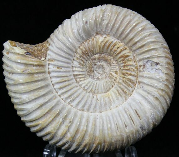 Perisphinctes Ammonite - Jurassic #22833